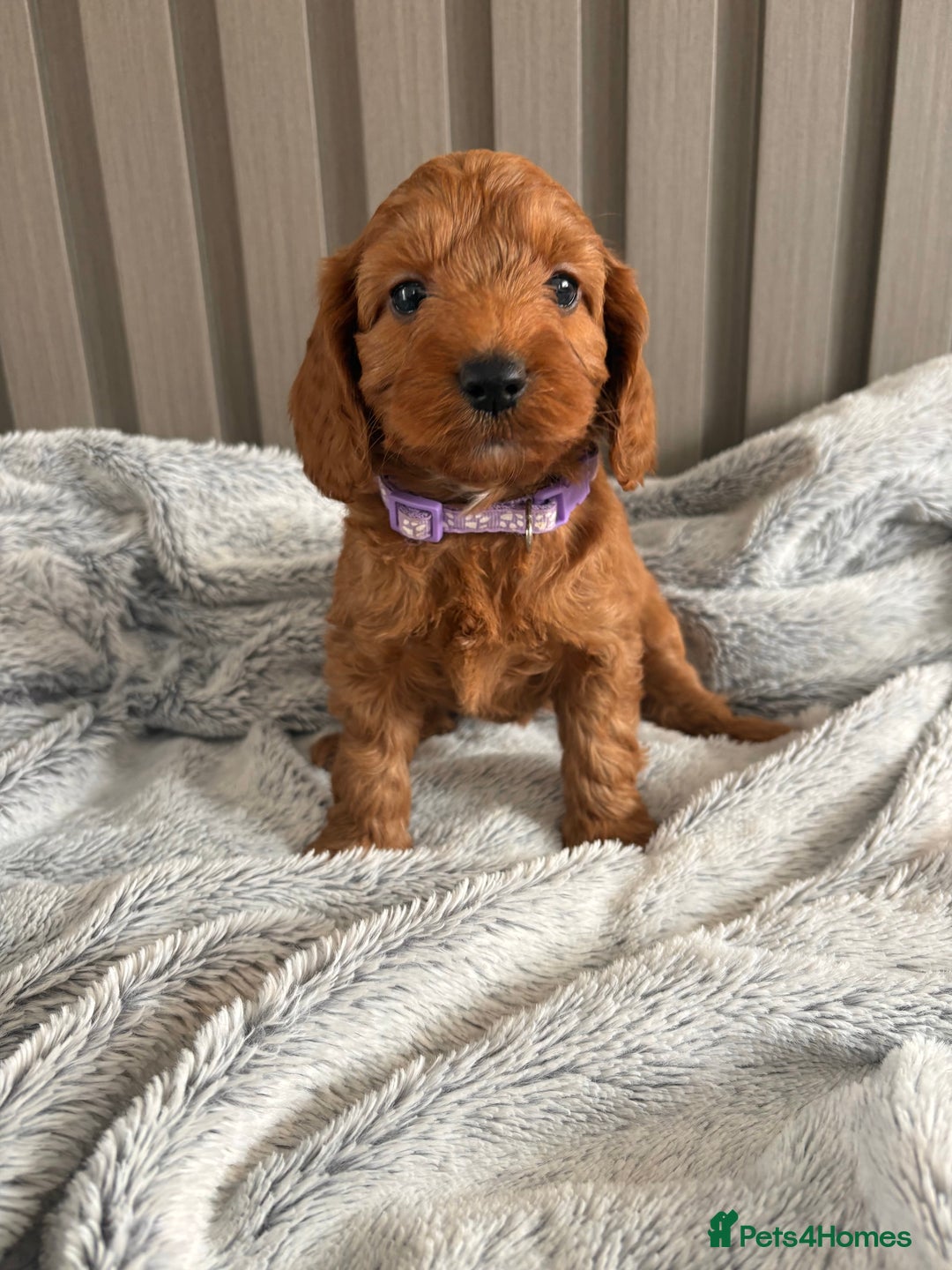 Cockapoo dogs for sale: Health Tested Fox Red Cockapoo  - Image 13