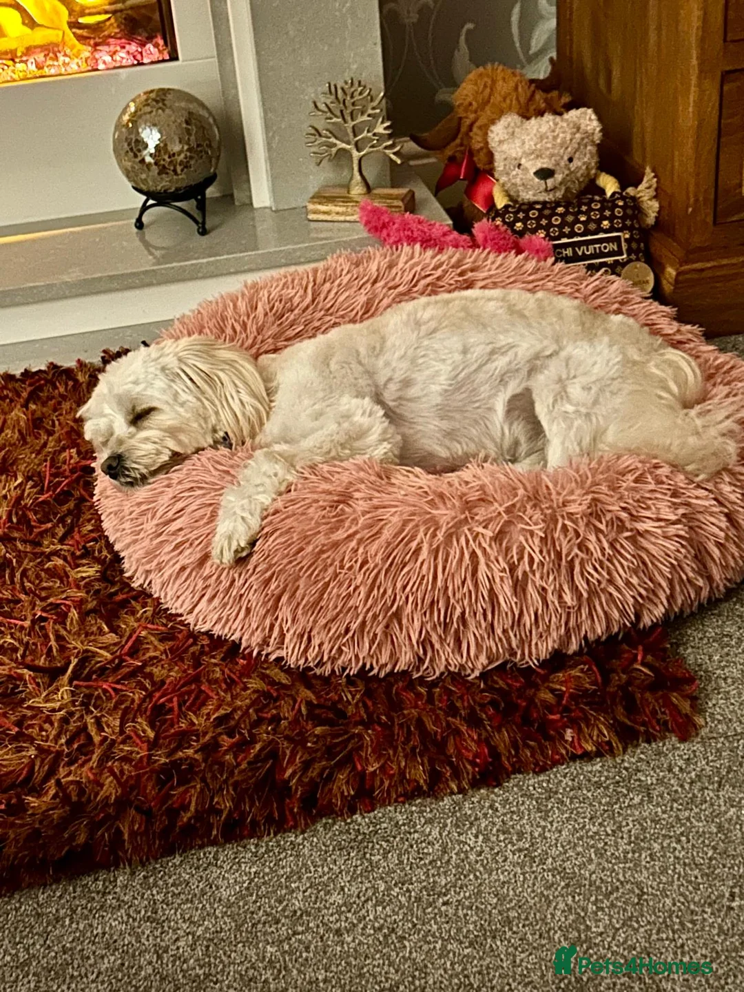 Mixed Breed dogs for adoption: Dixie is a beautiful 3.5 year old Poodle cross - Advert 5