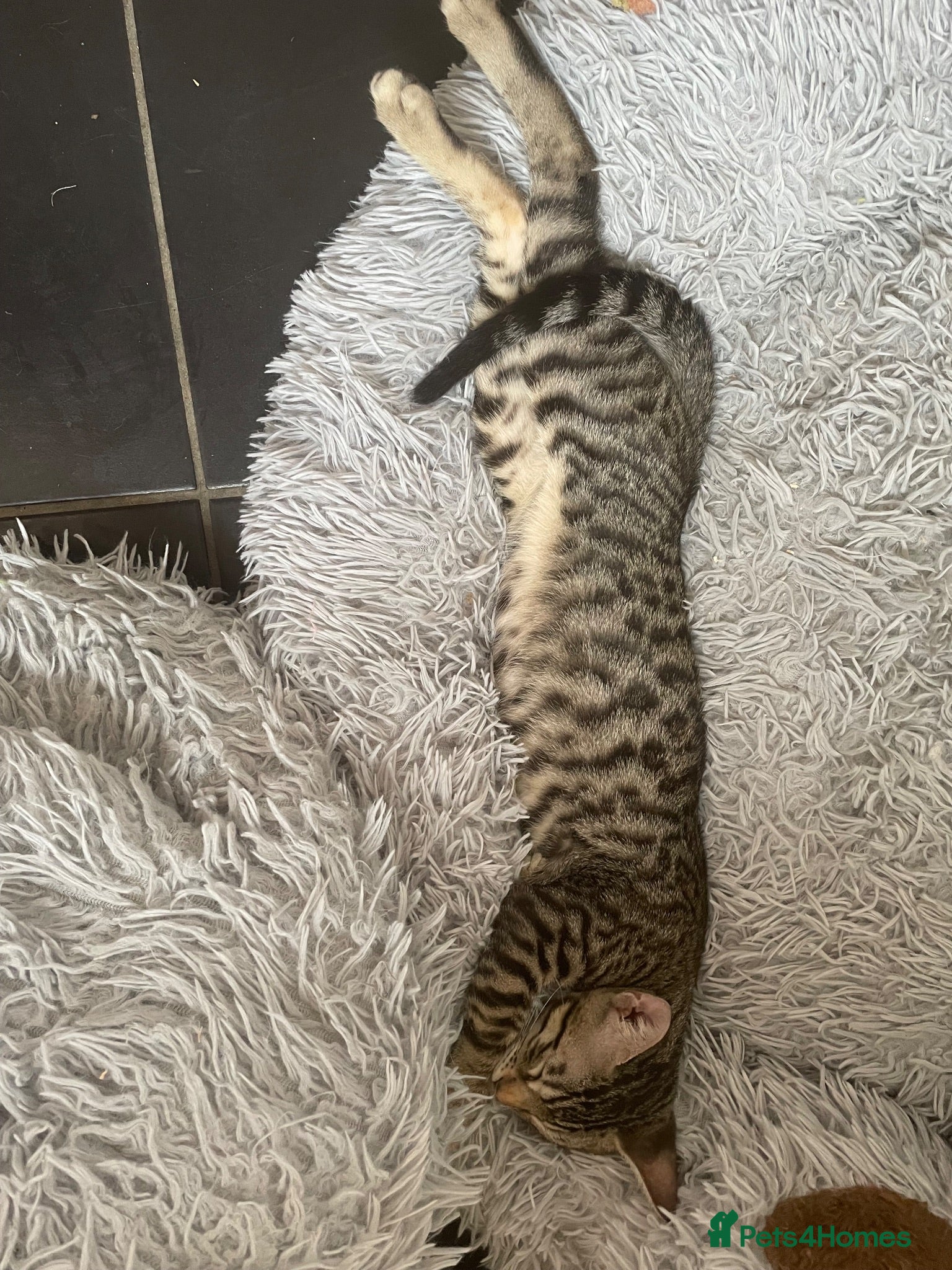 Bengal cats I AM SO FRIENDLY STILL 👀FOR A MUMMY OR DADDY ❤️ - Advert 7
