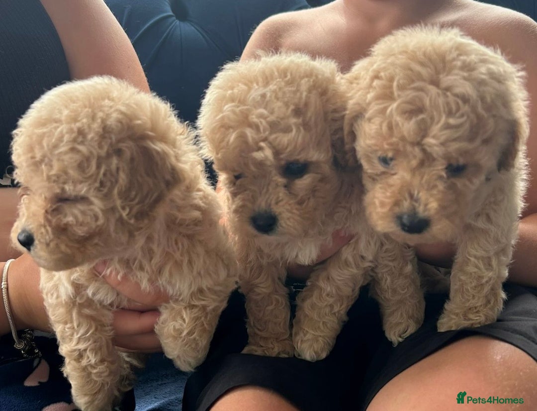Bichon Frise dogs for stud: kc registered bichon frise for stud in Southampton - Image 11