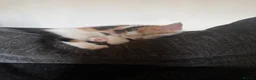 Domestic Shorthair cats for sale: 4 kittens for sale  - Advert 5