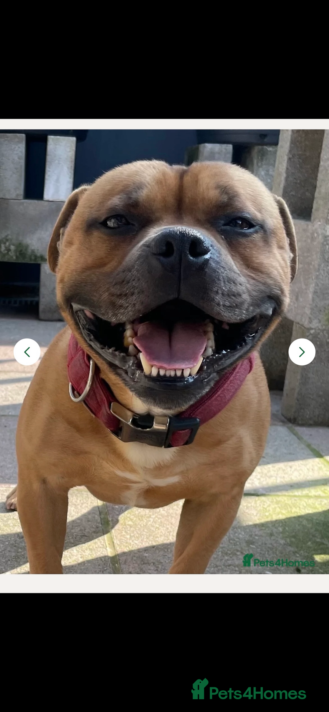 Staffordshire Bull Terrier dogs for sale: Outstanding boys ✨ - Advert 4
