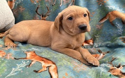 Labrador Retriever dogs for sale: KC Registered Labrador Puppies - Call  **  - Image 19