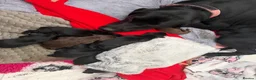 Labrador Retriever dogs for sale: KC registered puppies for sale. - Advert 14