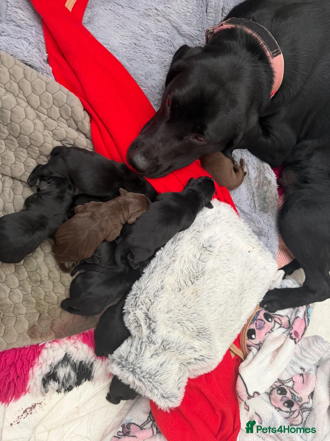 Labrador Retriever dogs for sale: KC registered puppies for sale. - Advert 14