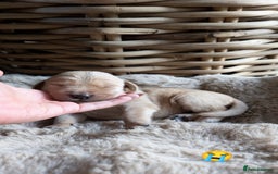 Mixed Breed dogs for sale: Goldador - Advert 1