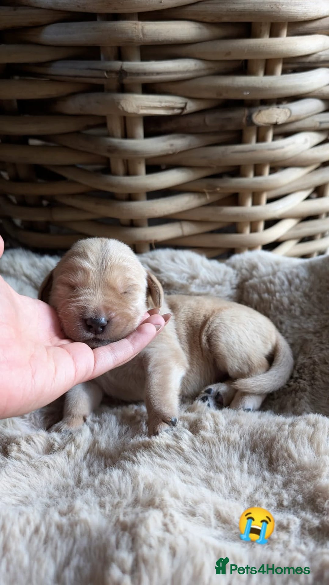 Mixed Breed dogs for sale: Goldador - Advert 1