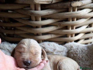 Mixed Breed dogs Goldador - Advert 7