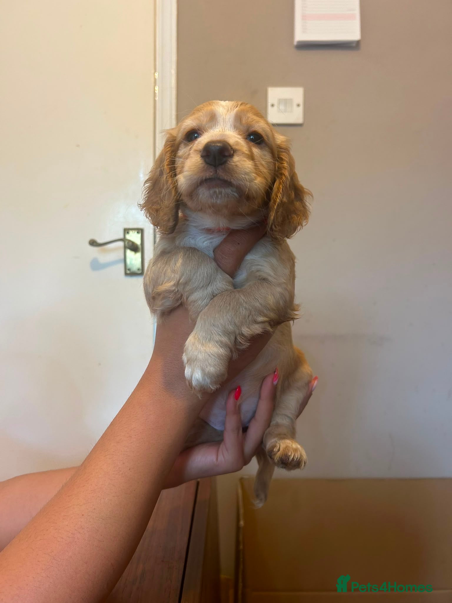 Mixed Breed dogs for sale: Adorable Family Raised Puppies Looking for Homes - Advert 15