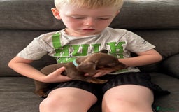 Miniature Dachshund dogs for sale: Miniature dachshund puppies  - Image 28