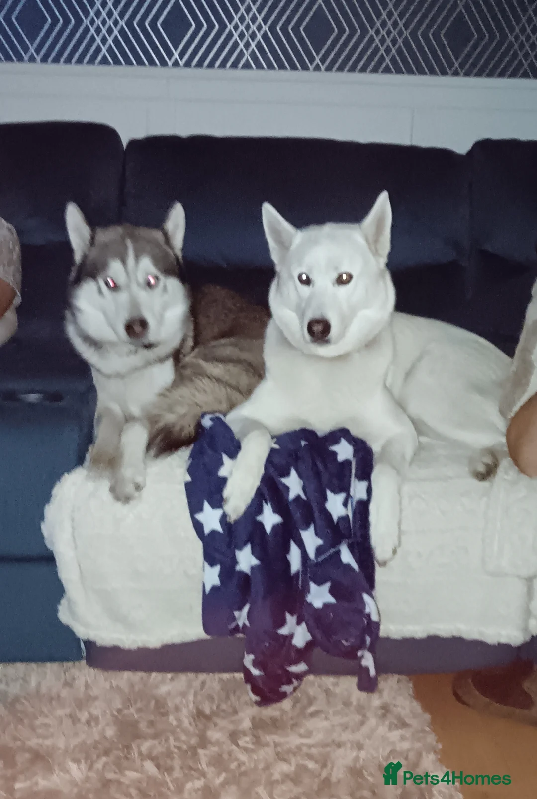 Huskita dogs for sale: 4 beautiful Husky / huskita puppies  - Advert 8