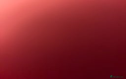 Mixed Breed cats for sale: 2 white kittens  - Image 9