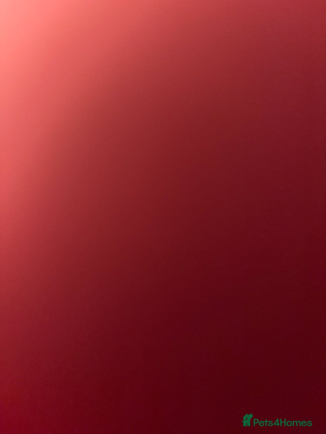 Mixed Breed cats for sale: 2 white kittens  - Image 9