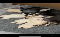 Chorkie dogs for sale: 3 beautiful white girls waiting for perfect homes - Image 1