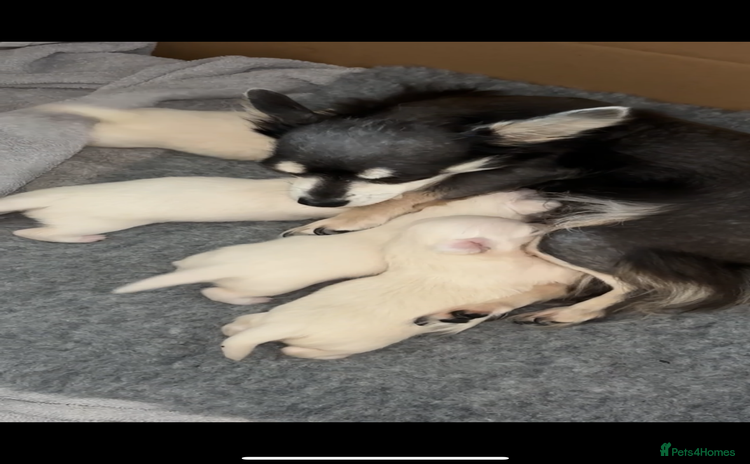 Chorkie dogs - Advert 1