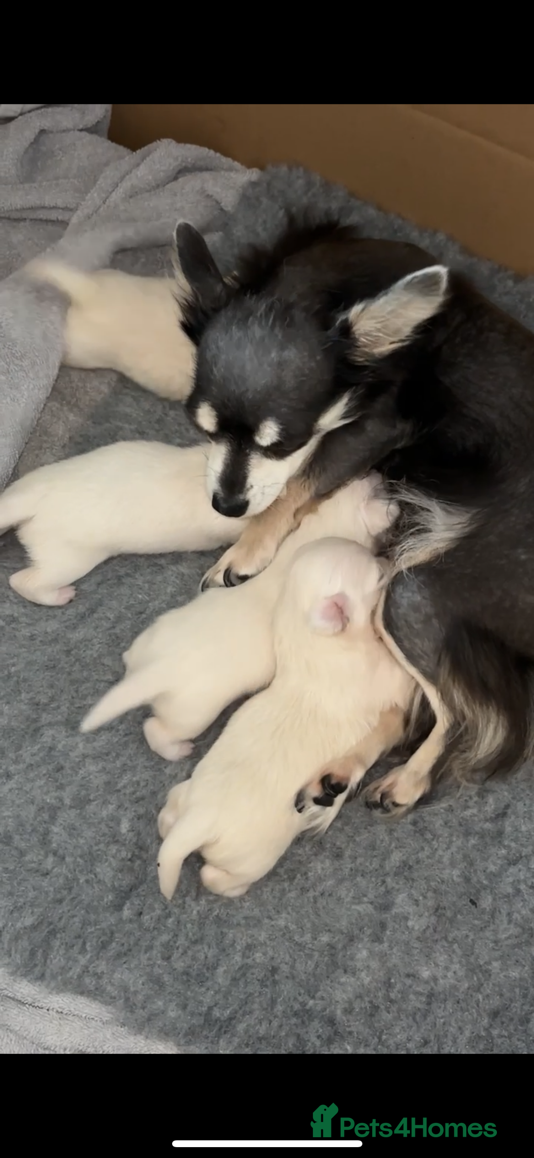 Chorkie dogs for sale: 3 beautiful white girls waiting for perfect homes - Image 1