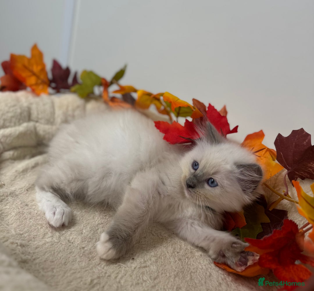 Ragdoll cats for sale: Adorable Ragdoll Kittens - GCCF registered - Image 2