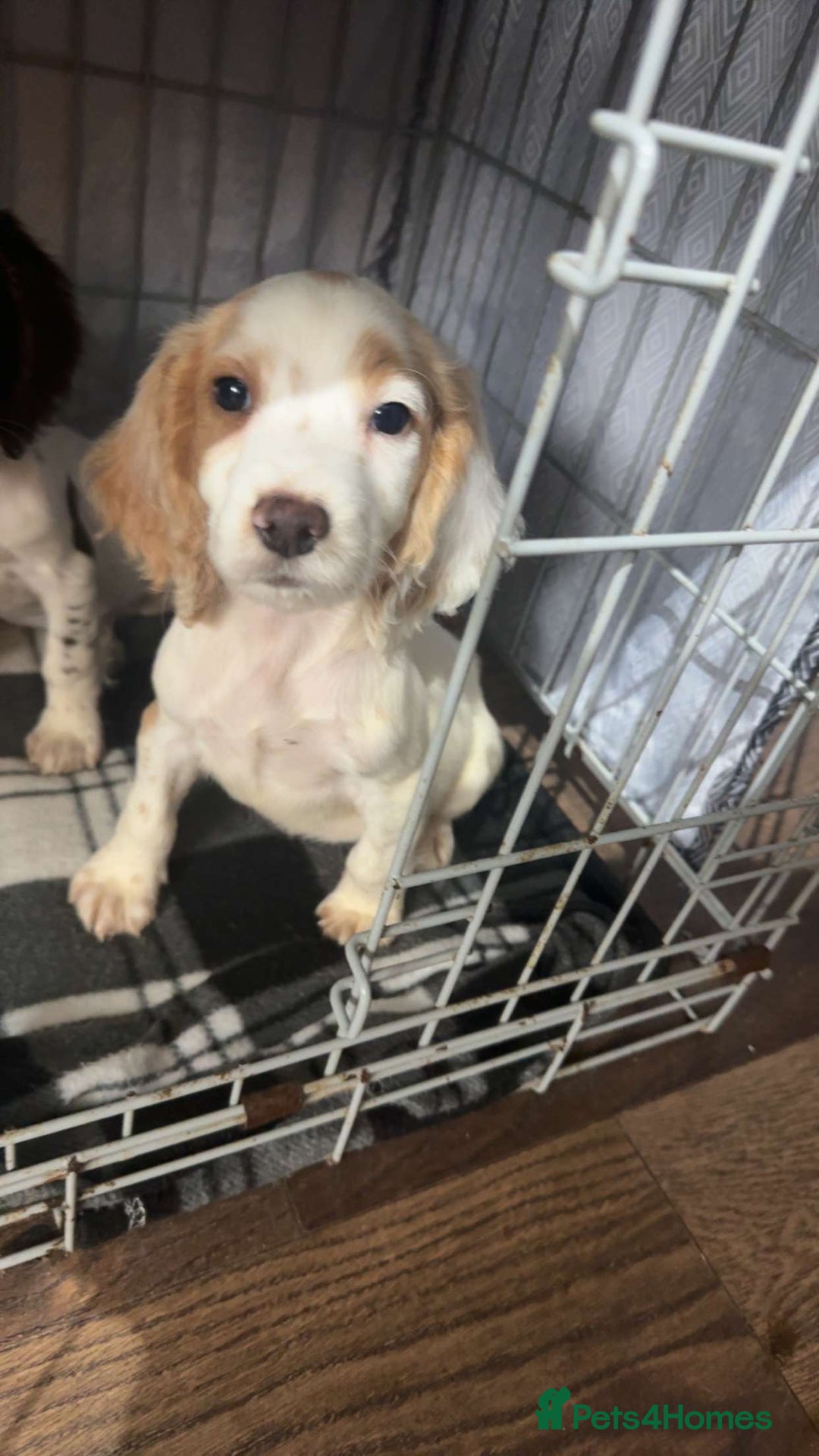 Cocker Spaniel dogs for sale: My 2 beautiful puppies  - Image 2