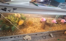 Hermann Tortoise reptiles for sale: Baby hermanns tortouse  - Image 8