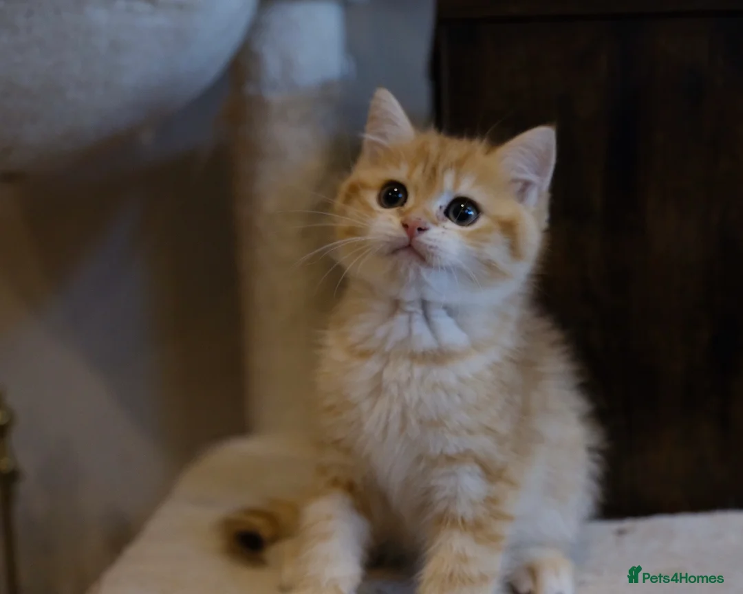 British Shorthair cats for sale: Gorgeous BSH GOLDEN BOYS TICA reg - Advert 15