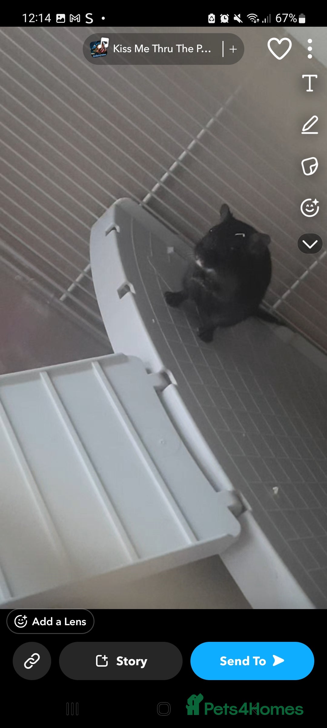 Gerbil rodents Two male gerbils for rehoming  - Advert 1