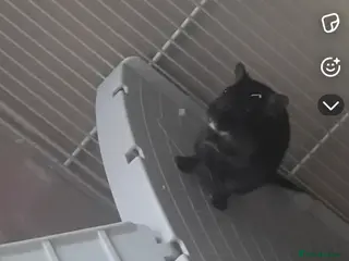 Gerbil rodents Two male gerbils for rehoming - Advert 18