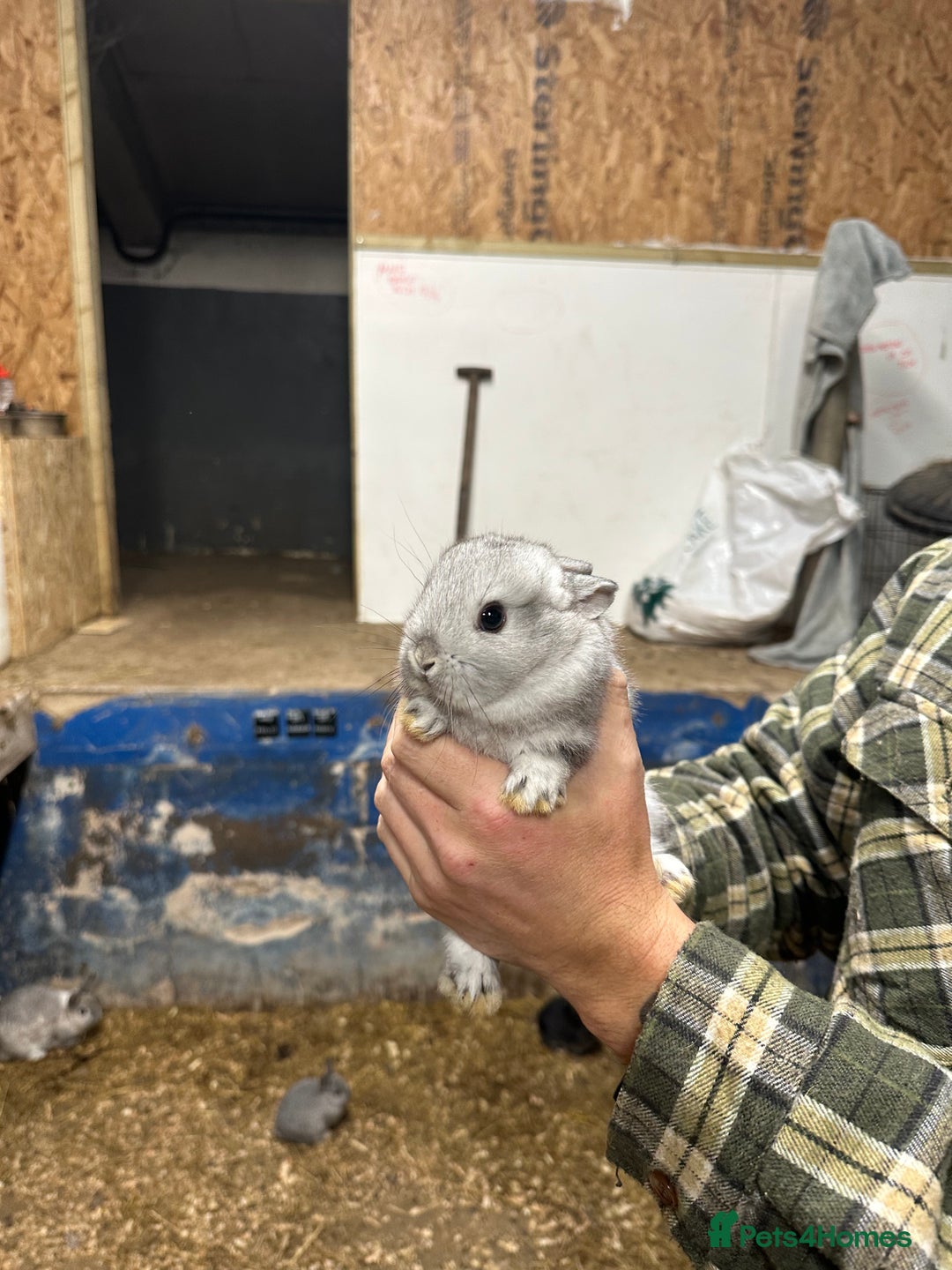 Netherland Dwarf rabbits for sale: Lots of netherland dwarfs for sale - Advert 16