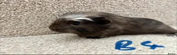 Guinea Pig rodents for sale: Baby guinea pigs  - Advert 11
