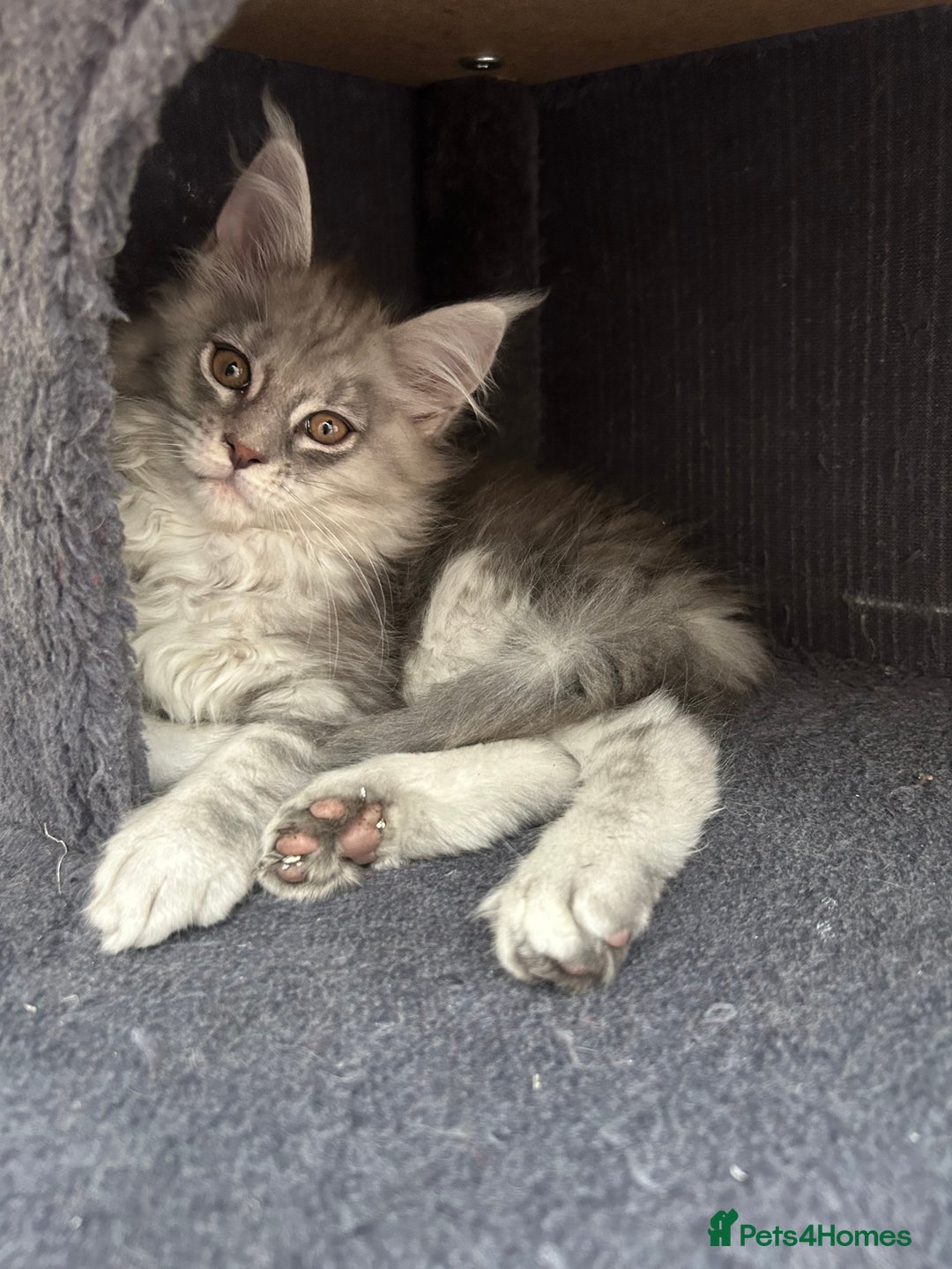 Maine Coon cats for sale: Pedigree Massive TICA Registered Maine Coon Large - Advert 3
