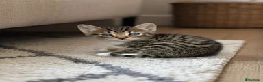 Domestic Shorthair 3