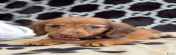 Dachshund dogs for sale: Longhaired Dachshund puppies in Wymondham - Advert 6