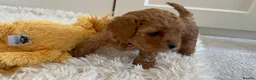 Poochon dogs for sale: Beautiful Poochon Puppies - Advert 7
