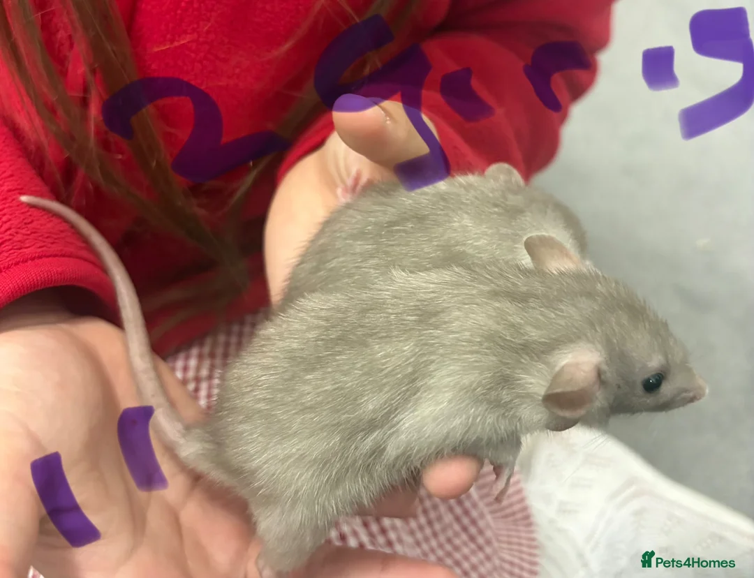 Rat rodents for sale: Dumbo rats in Manningtree - Advert 26