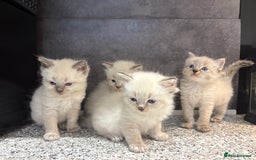 Ragdoll cats for sale: Ragdoll kittens  - Image 1