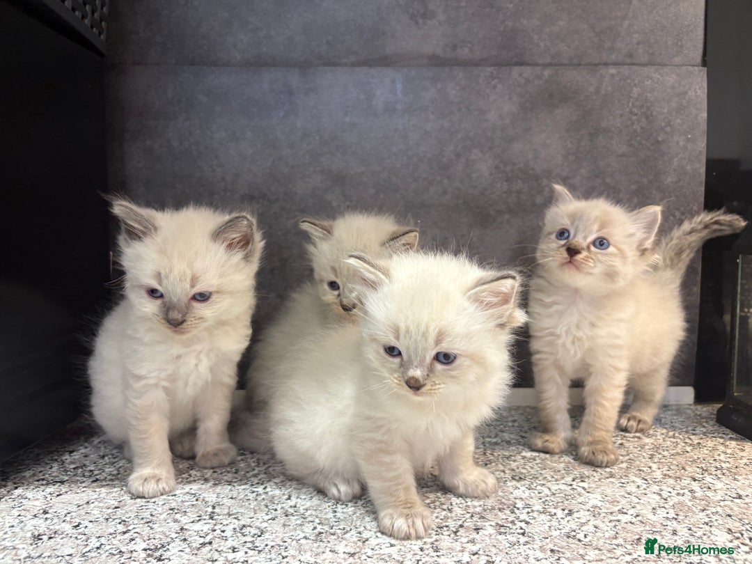 Ragdoll cats for sale: Ragdoll kittens  - Image 1