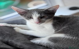 Oriental cats for sale: Ready now! Oriental shorthair kittens mix - Image 4