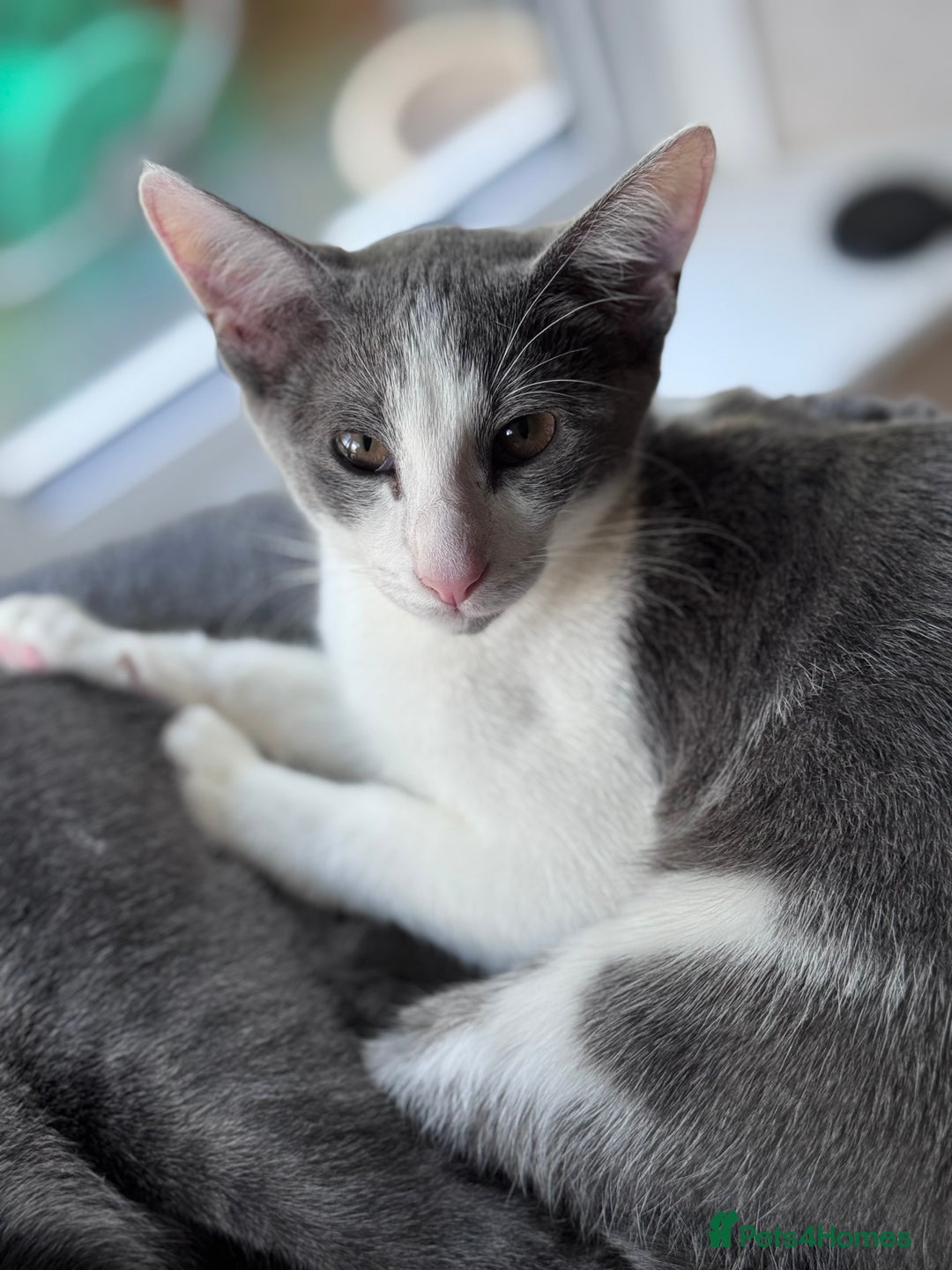 Oriental cats for sale: Ready now! Oriental shorthair kittens mix - Image 4