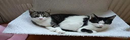 Mixed Breed cats for sale: 2 lovely kittens - Advert 1