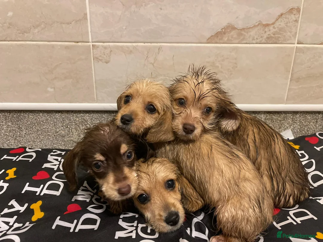 Doxiepoo dogs for sale: Doxiepoos ready for their new forever homes!!! - Advert 1