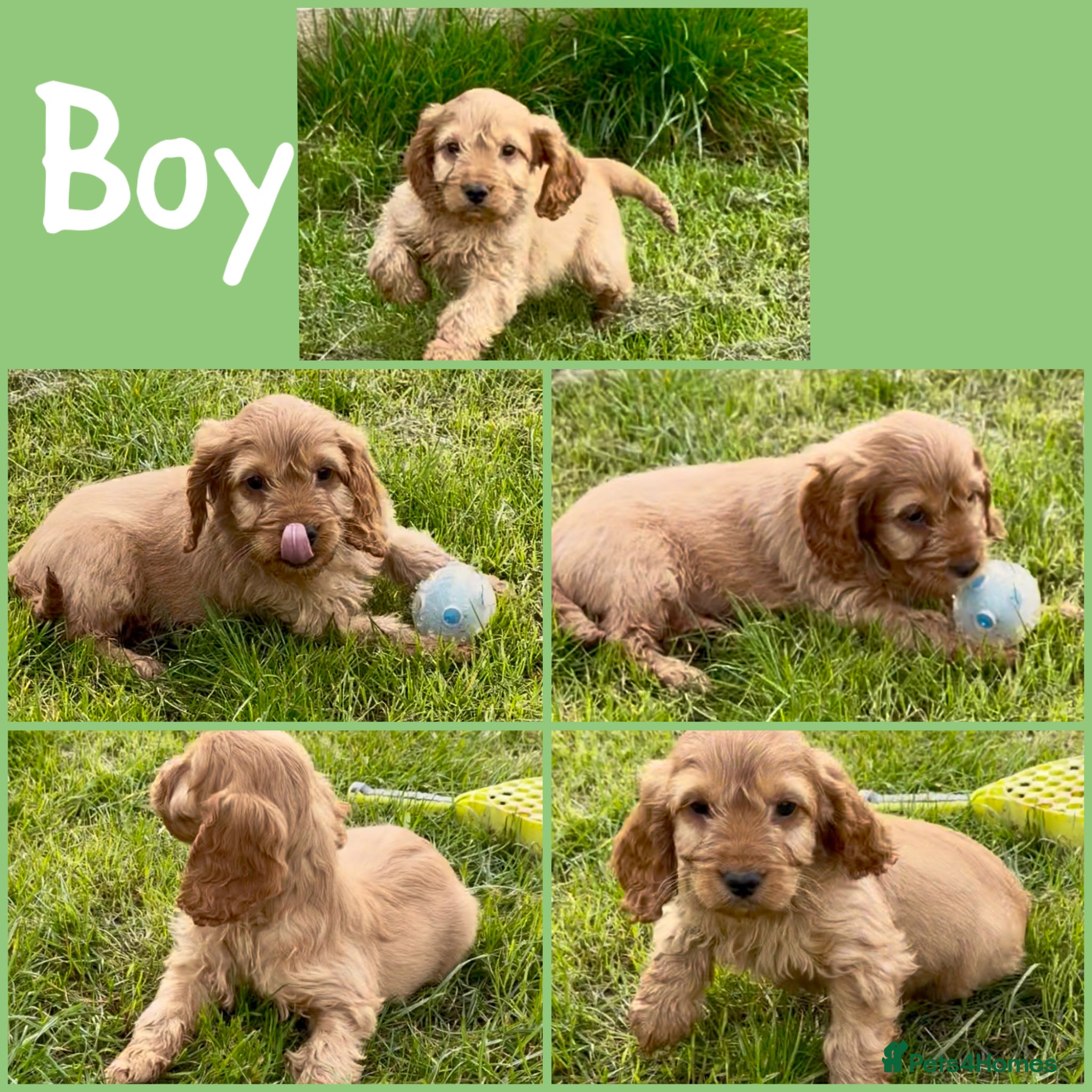 Cockapoo dogs Adorable F1 Cockapoo Puppies 3 puppies available  - Advert 1