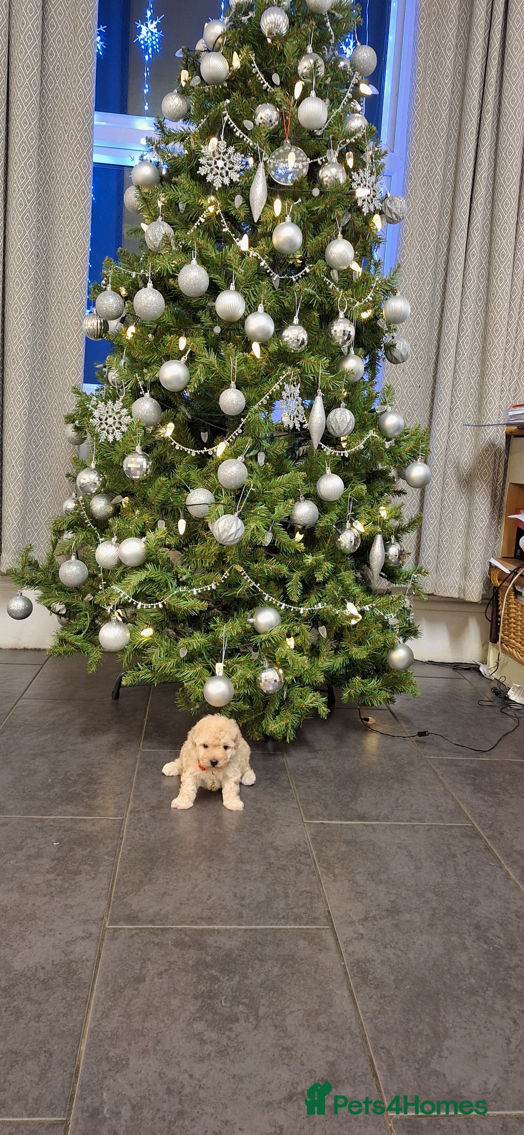 Maltipoo dogs for sale: Gorgeous DNA tested Maltipoo - Advert 3