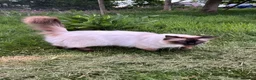 Ragdoll cats for sale: Gorgeous loving boy seeks rural home in Steyning - Advert 2