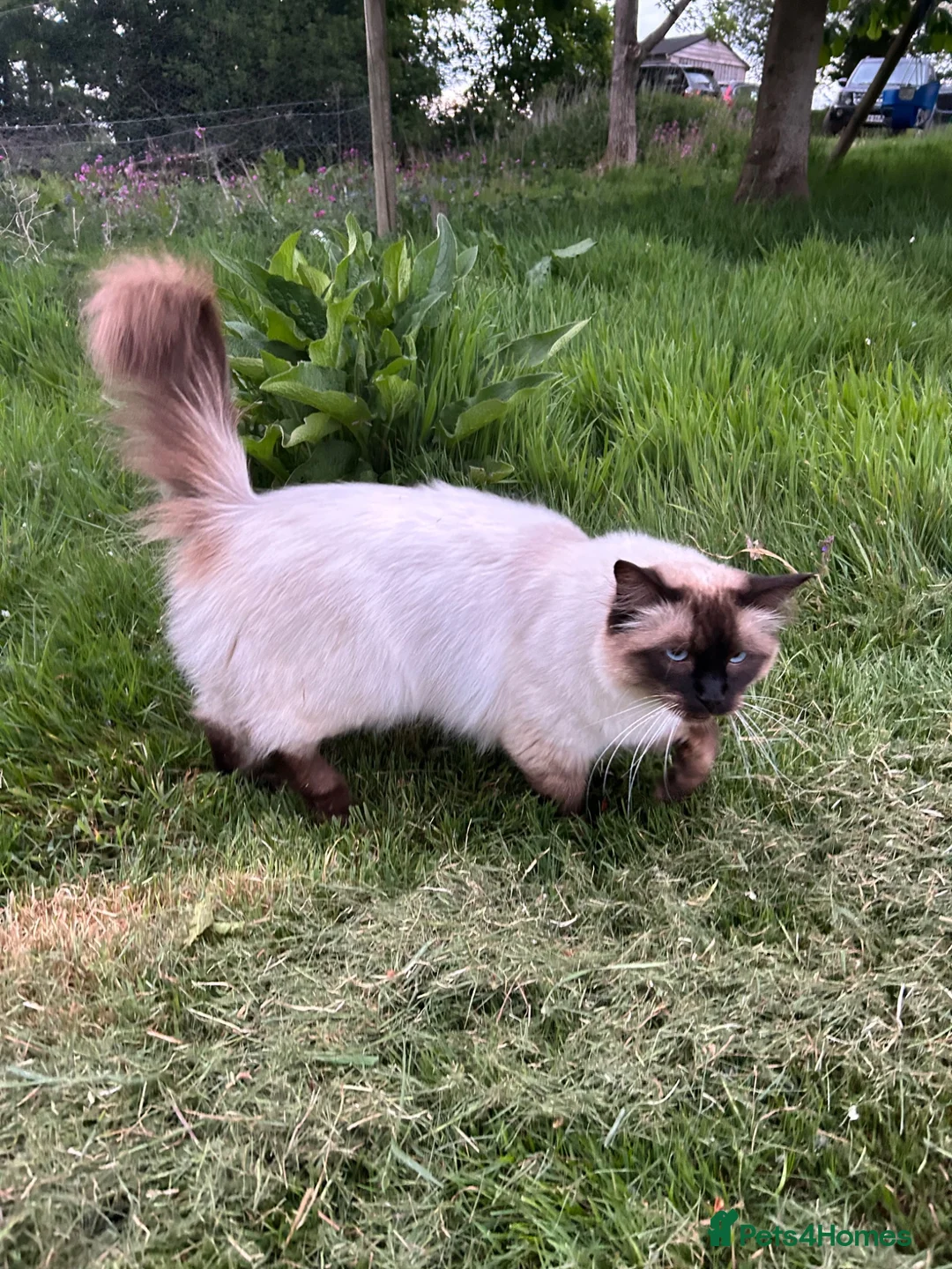 Ragdoll cats for sale: Gorgeous loving boy seeks rural home in Steyning - Advert 2