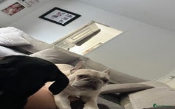 French Bulldog dogs for sale: Doby forever home - Image 2