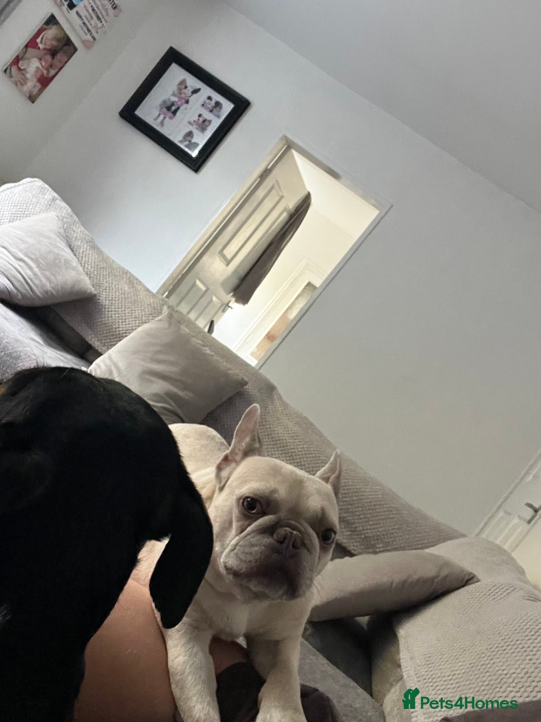 French Bulldog dogs for sale: Doby forever home - Image 2