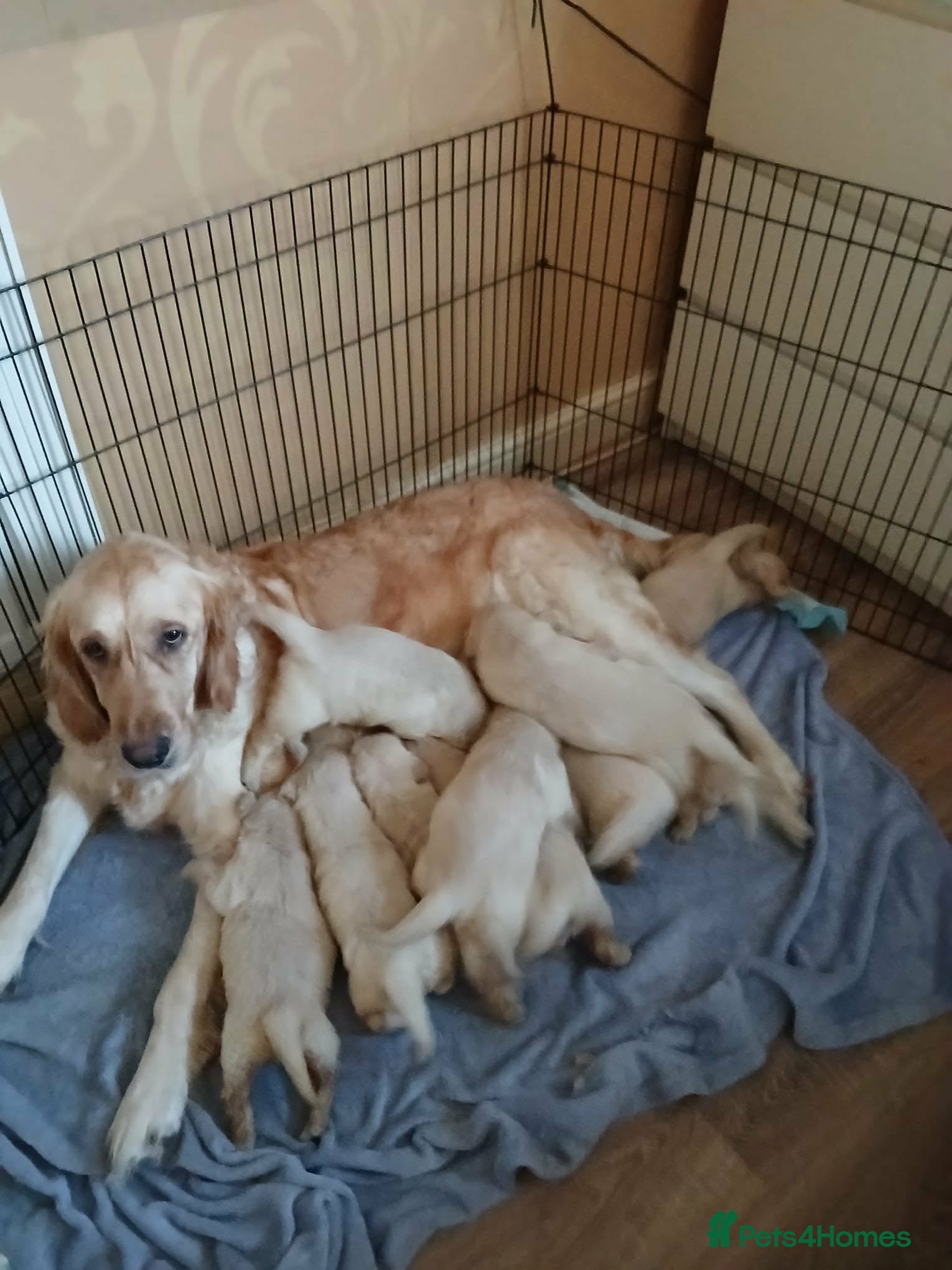 Golden Retriever dogs Beautiful Golden Retriever Puppies - Advert 1