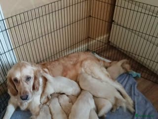Golden Retriever dogs Beautiful Golden Retriever Puppies - Advert 9