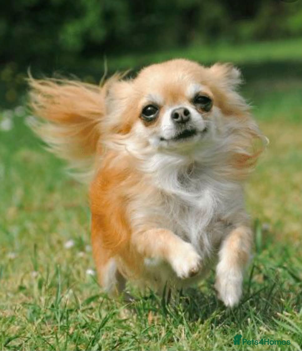 Chihuahua dogs Chihuahua Puppies - Advert 1