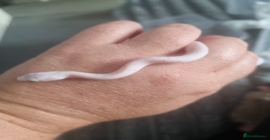 Corn Snake reptiles - Advert 10