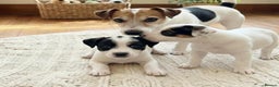Jack Russell dogs for sale: Jack Russell puppies  - Advert 7